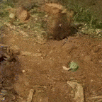 Capivara ferida &eacute; resgatada ap&oacute;s 13 dias &agrave;s margens do Lago do Amor