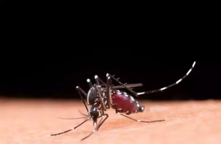 Dengue e Chikungunya causaram 28 mortes em MS, revela boletim epidemiol&oacute;gico