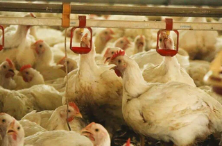 Sete pa&iacute;ses voltam a importar frango com fim de surto da gripe avi&aacute;ria