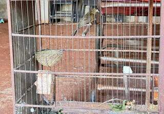 Homem &eacute; multado em R$ 15, 5 mil por manter aves silvestres em casa