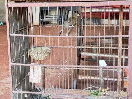 Homem &eacute; multado em R$ 15, 5 mil por manter aves silvestres em casa