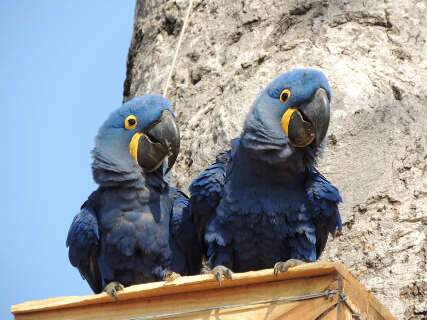 Ap&oacute;s tuiui&uacute;, arara-azul &eacute; reconhecida como s&iacute;mbolo de Mato Grosso do Sul