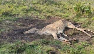 Fazendeiro de Dourados &eacute; investigado por maus-tratos a animais
