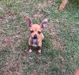 Voc&ecirc; viu o Jerry? Fam&iacute;lia procura por pinscher levado por desconhecido