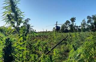 Em sete dias, opera&ccedil;&atilde;o do Brasil e Paraguai destr&oacute;i 648 toneladas de maconha