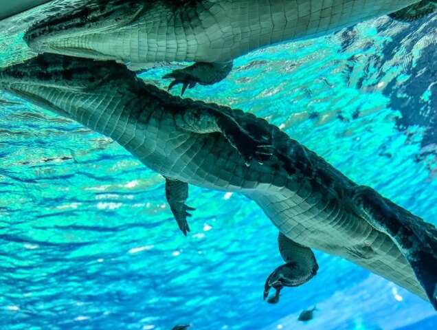 Tr&ecirc;s jacar&eacute;s morrem no Bioparque com suspeita de doen&ccedil;a gen&eacute;tica