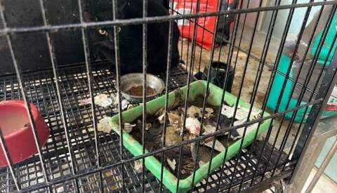 MPMS quer obrigar prefeitura a cuidar de 200 animais abandonados por entidade