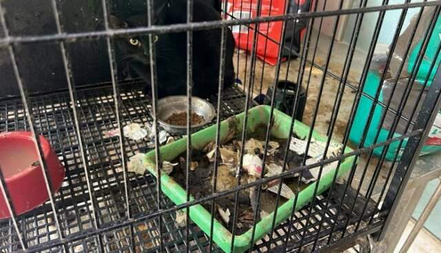 MPMS quer obrigar prefeitura a cuidar de 200 animais abandonados por entidade