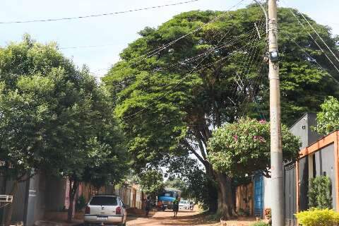Em evento na Capital, Minist&eacute;rio fala em destinar 10% de multas &agrave; arboriza&ccedil;&atilde;o