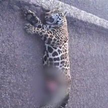 On&ccedil;a-pintada &eacute; encontrada morta atropelada na BR-262