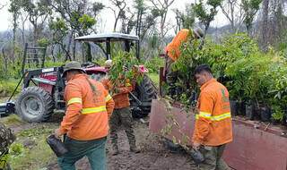 Queimadas caem 92% e brigadistas trocam combate ao fogo por reflorestamento Queimadas caem 92% e brigadistas trocam combate ao fogo por reflorestamento