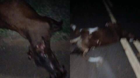 Beb&ecirc; de 5 meses tem parada card&iacute;aca e morre ap&oacute;s acidente com vacas