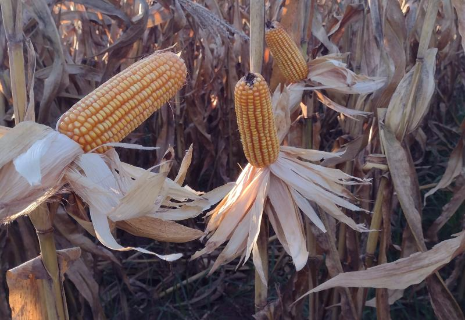 Colheita do milho safrinha chega a 10,2% do territ&oacute;rio plantado em MS
