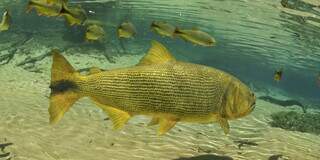 Principal polêmica na Alems no 1º semestre, proibição da pesca segue travada Principal polêmica na Alems no 1º semestre, proibição da pesca segue travada