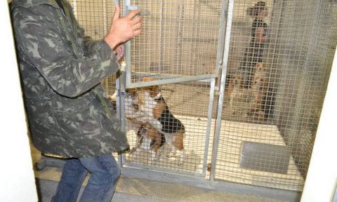Projeto que pro&iacute;be teste de cosm&eacute;ticos em animais no pa&iacute;s vai &agrave; san&ccedil;&atilde;o