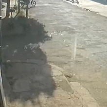 C&atilde;o adotado ap&oacute;s perda na fam&iacute;lia foge durante banho e mobiliza buscas