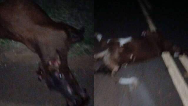 Beb&ecirc; de 5 meses tem parada card&iacute;aca e morre ap&oacute;s acidente com vacas