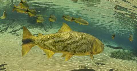 Principal pol&ecirc;mica na Assembleia, proibi&ccedil;&atilde;o da pesca segue travada
