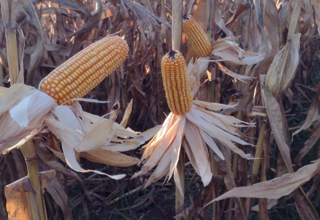 Colheita do milho safrinha chega a 10,2% do territ&oacute;rio plantado em MS