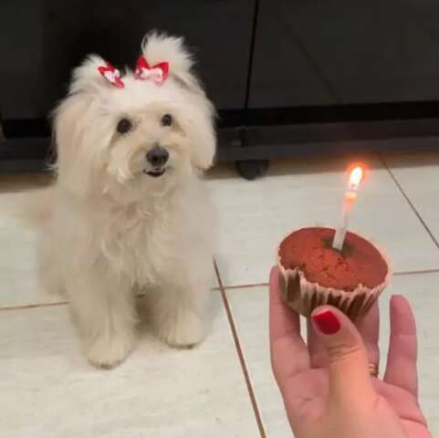Sim, c&atilde;o fica velho: a velhice dos pets exige adapta&ccedil;&atilde;o e muito amor