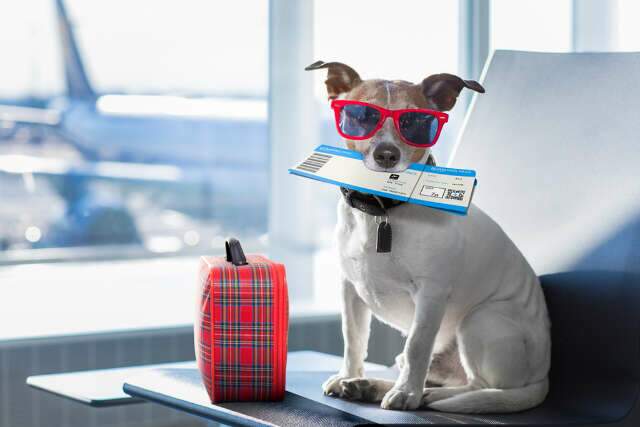 Dicas sobre levar animais de estima&ccedil;&atilde;o em viagens de avi&atilde;o