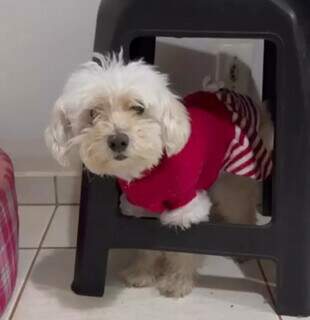 Sim, cão fica velho: a velhice dos pets exige adaptação e muito amor Sim, cão fica velho: a velhice dos pets exige adaptação e muito amor
