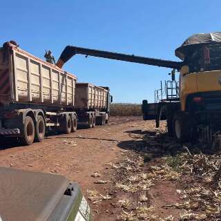Com colheita atrasada, milho ocupa s&oacute; 10% da &aacute;rea plantada em MS