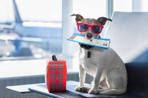 Dicas sobre levar animais de estima&ccedil;&atilde;o em viagens de avi&atilde;o