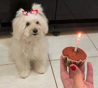 Sim, c&atilde;o fica velho: a velhice dos pets exige adapta&ccedil;&atilde;o e muito amor