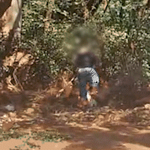  Homem &eacute; flagrado colocando fogo em terreno p&uacute;blico durante o dia