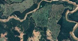 Expans&atilde;o acelerada do eucalipto mata nascentes e amea&ccedil;a &aacute;rea sens&iacute;vel do Bols&atilde;o