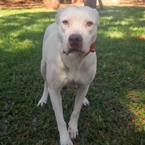Sem reencontro, cachorra resgatada agora espera por ado&ccedil;&atilde;o no CCZ