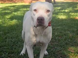 Sem reencontro, cachorra resgatada agora espera por ado&ccedil;&atilde;o no CCZ