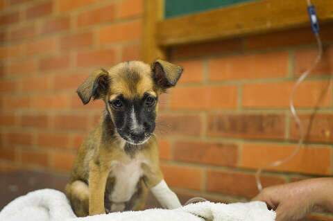 Hospital Veterin&aacute;rio da UFMS poder&aacute; ter apoio para baratear atendimento popular