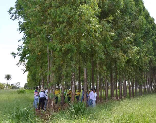Celulose amea&ccedil;a seguran&ccedil;a alimentar e reconfigura assentamentos no leste de MS