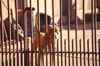 O que o poder p&uacute;blico deve fazer ap&oacute;s ataques envolvendo pitbulls? 
