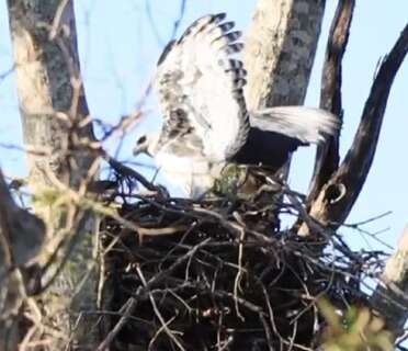 Bi&oacute;logos comemoram descoberta de ninho de &aacute;guias harpias no Pantanal