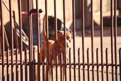 O que o poder p&uacute;blico deve fazer ap&oacute;s ataques envolvendo pitbulls? 