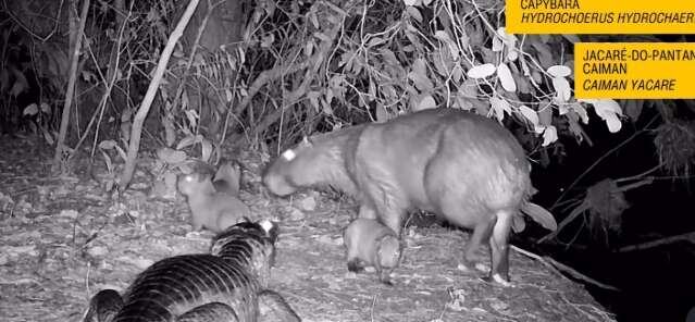 De fam&iacute;lia capivara a jacar&eacute; ca&ccedil;ando, c&acirc;mera flagra encontros no Pantanal