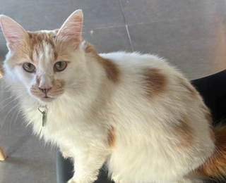 Família procura gata Juju e oferece recompensa a quem encontrá-la Família procura gata Juju e oferece recompensa a quem encontrá-la