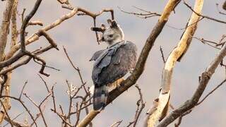 Bi&oacute;logos comemoram descoberta de ninho de &aacute;guias harpias no Pantanal