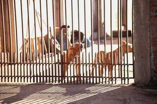 Rapaz tem art&eacute;ria rompida ap&oacute;s ataque de 3 pitbulls
