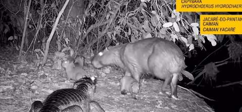 De fam&iacute;lia capivara a jacar&eacute; ca&ccedil;ando, c&acirc;mera flagra encontros no Pantanal