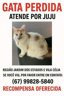 Fam&iacute;lia procura gata Juju e oferece recompensa a quem encontr&aacute;-la