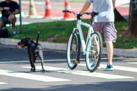 Deixar  cachorro solto no Parque dos Poderes n&atilde;o &eacute; fofo, &eacute; irrespons&aacute;vel