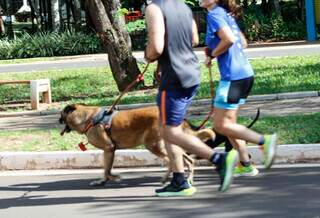 Deixar cachorro solto no Parque dos Poderes não é fofo, é irresponsável Deixar cachorro solto no Parque dos Poderes não é fofo, é irresponsável