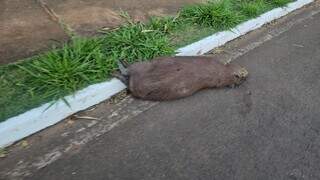 Capivara e lobinho são encontrados mortos após atropelamento em avenida Capivara e lobinho são encontrados mortos após atropelamento em avenida