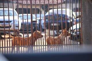 Ataque de pitbulls reacende alerta sobre cria&ccedil;&atilde;o e puni&ccedil;&otilde;es 
