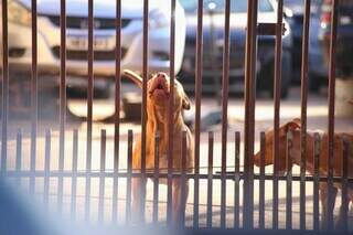 Ataque de pitbulls reacende alerta sobre cria&ccedil;&atilde;o e puni&ccedil;&otilde;es 