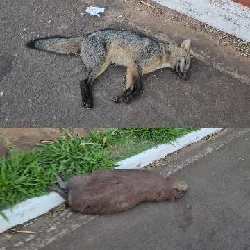 Capivara e lobinho são encontrados mortos após atropelamento em avenida 